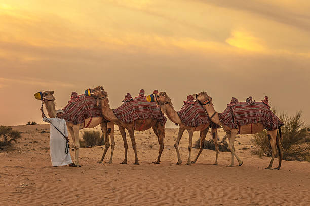 Camel train and herder in desert sunrise four camels caravan with herder driver man against sunset on desert camel train stock pictures, royalty-free photos & images