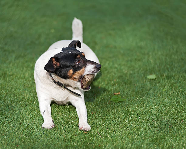 istock Jack Russell Terrier dog on nature background. 494315451