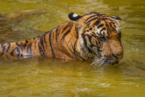istock Tiger in the water 494315483