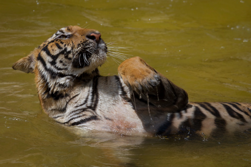 Tiger bathed in the water. Tiger temple, Kanchanaburi, Thailand