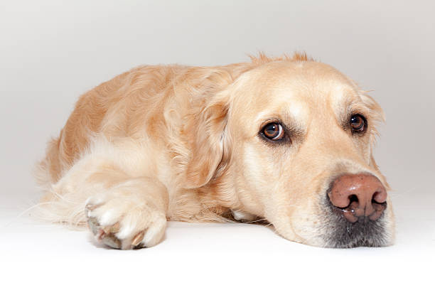 istock Golden Retriever in the photo studio 494315681