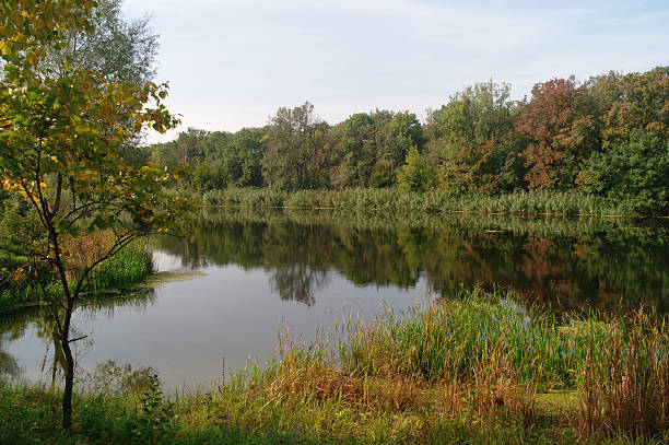 istock River landscape and  autumn wood 494315696