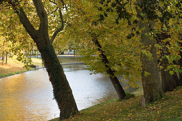 Ivy-covered tree along the water in a park