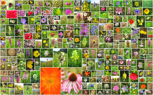 Collage of various flowers (mostly wild flowers) photos.