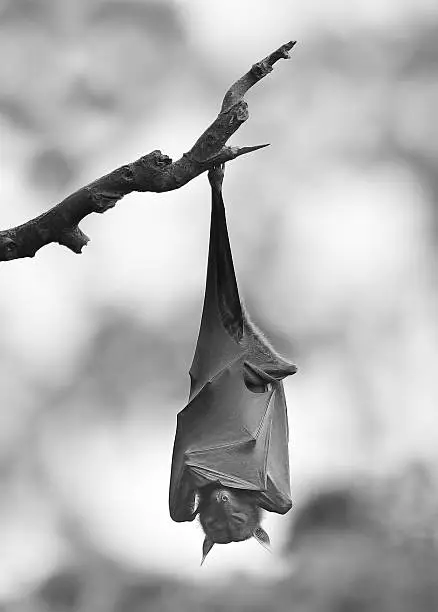 Photo of Bat hanging