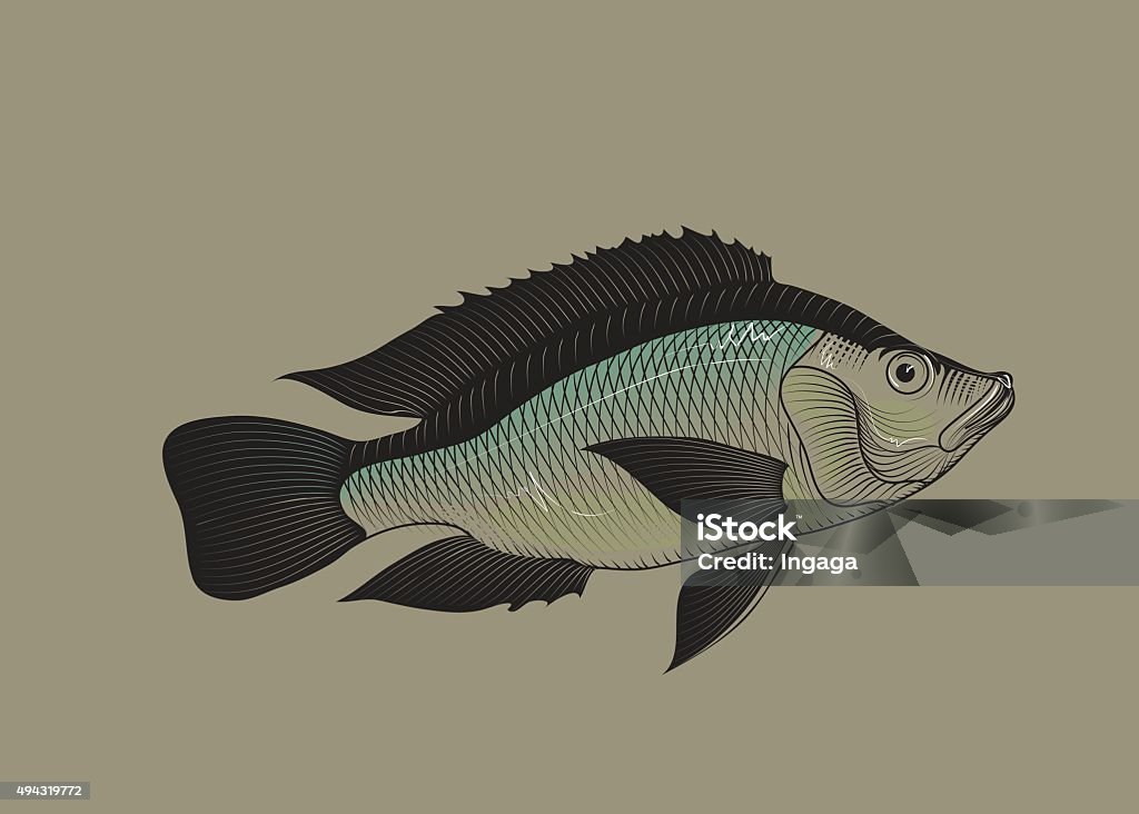 Telapiya Fish Vector Tilapia Fish Vector Stock Illustration - Download Image Now - 2015 ...