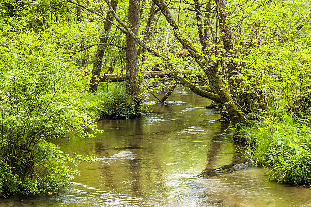 istock Landscape of river among trees, forest by the river. 494320122