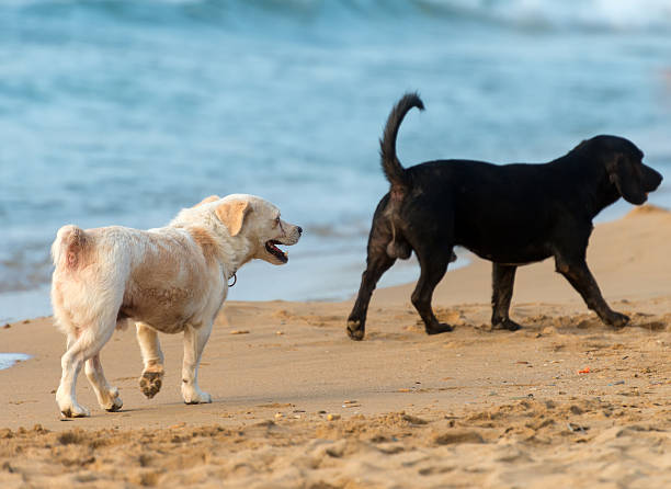 istock Two dogs running on the beach. 494320584