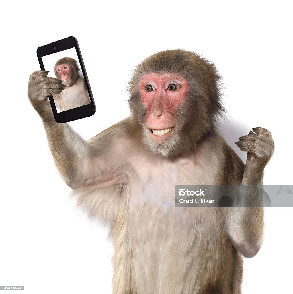 Funny Monkey Taking A Selfie And Smiling At Camera Stock Photo ...