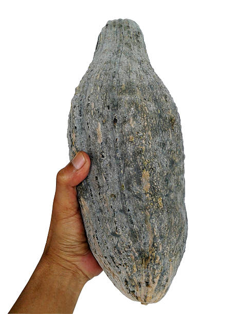 istock pumpkin rare species in hand 494339354
