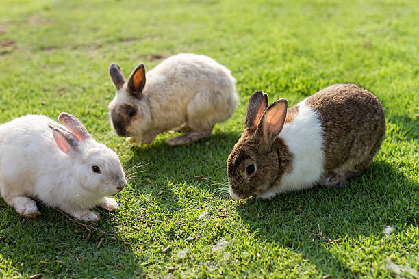 istock cute rabbits in garden 494339830