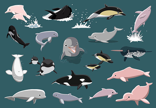 Various Dolphins Cartoon Vector Illustration Animal Cartoon EPS10 FIle Format beluga whale jumping stock illustrations