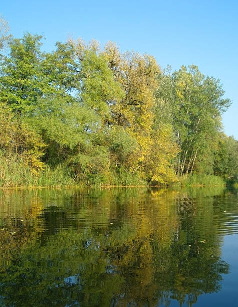 istock River landscape and  autumn wood 494340036