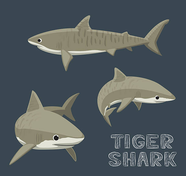 Tiger Shark Cartoon Vector Illustration Animal Cartoon EPS10 File Format tiger shark stock illustrations