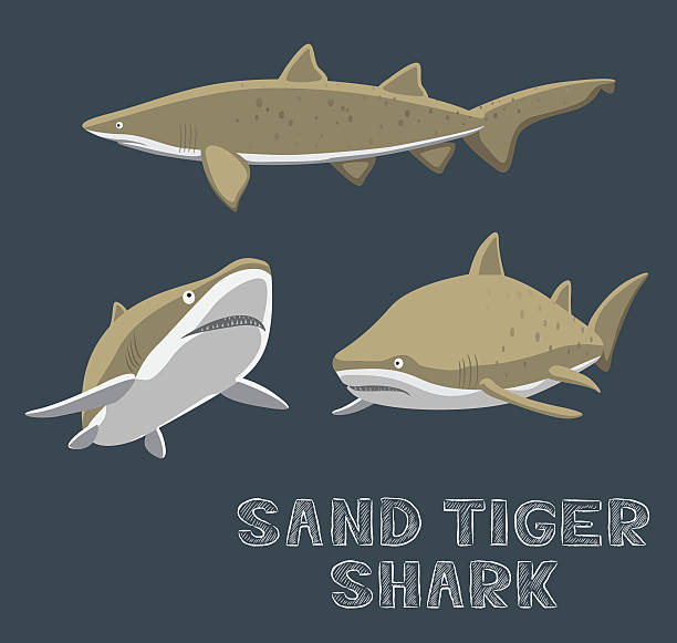 sand tiger shark cartoon vektor-illustration - sand tiger shark stock-grafiken, -clipart, -cartoons und -symbole