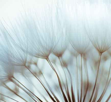 Beautiful dandelions and their flowers close-up on the lawn in the park