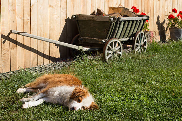 Hairy dog takes a nap in the grass
