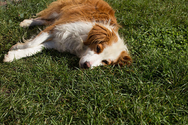 istock Dog takes a nap in the grass 494343108