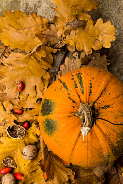 istock Autumn pumpkin with leaves and walnuts 494343996