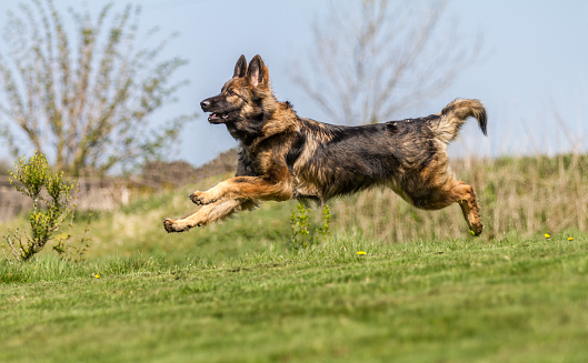 German Shepherd Dog running bouncing across grass.  He is stretched mid air with all four feet in the air and looking forward.