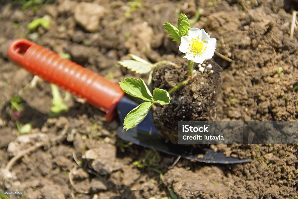 Uprooted plant placed a small trowel planting flowers Close-up Stock Photo