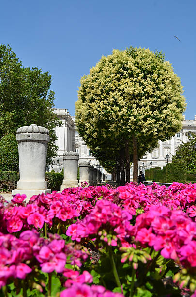 palais royal de madrid sur arbre de magnolia - beautiful famous place ideas construction photos et images de collection