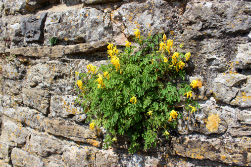 Photo showing a wild corydalis plant growing in a small pocket of soil, on the side of a wall.  The yellow corydalis flowers are in full bloom, being pictured on a sunny day towards the end of spring.  The Latin name for this plant is: Pseudofumaria lutea.