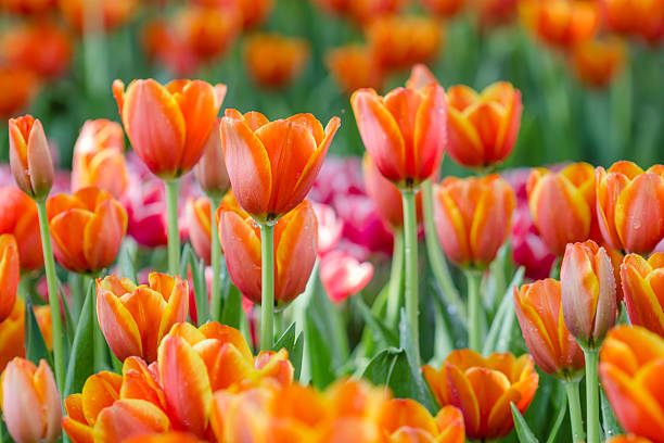 istock Blooming spring flowers tulips in the garden 494348626