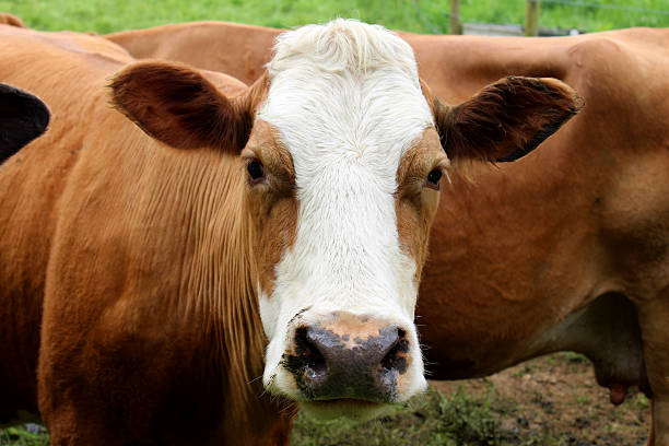 フレンドリーなブラウンとホワイトフィールドのガーンジー島の牛の農場 - guernsey cattle ストックフォトと画像