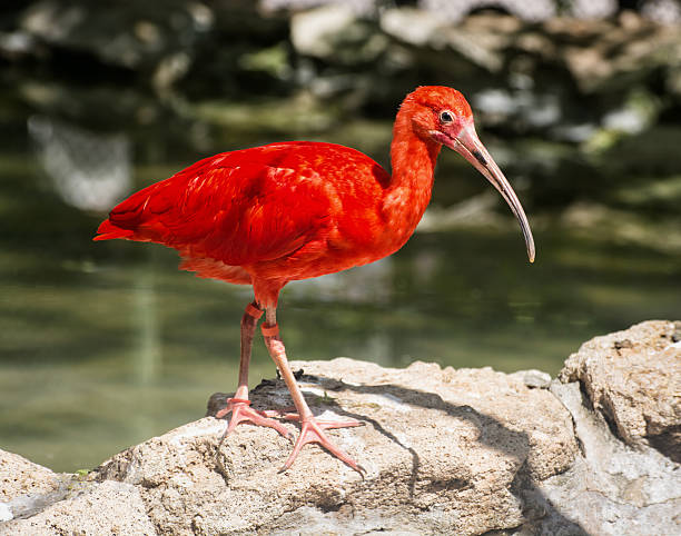 istock Red Scarlet ibis (Eudocimus ruber), animal portrait 494348942