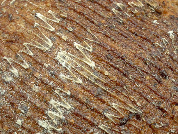 istock Close up of ecological wheat and rye bread 494350084