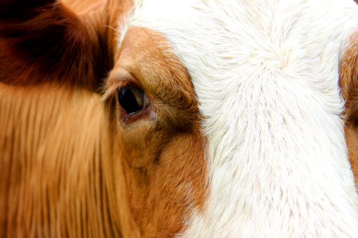 Close-up photo of the head of an extremely friendly and curious Guernsey cow that had wandered over to see me.  The picture shows her eye, lovely long eye lashes and swirling pattern of hair.