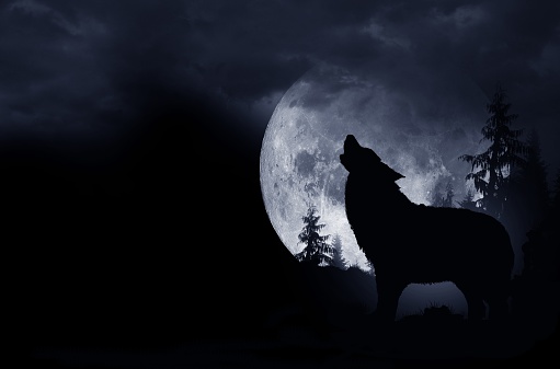 Howling lobo fondo photo