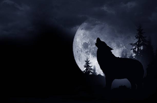 Howling Wolf Background Howling Wolf Dark Background. Full Moon and the Wilderness. wolf stock pictures, royalty-free photos & images