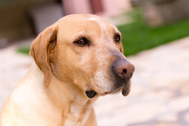 лабрадор собаки, глядя на расстоянии - mixed breed dog dog human face variation стоковые фото и изображения