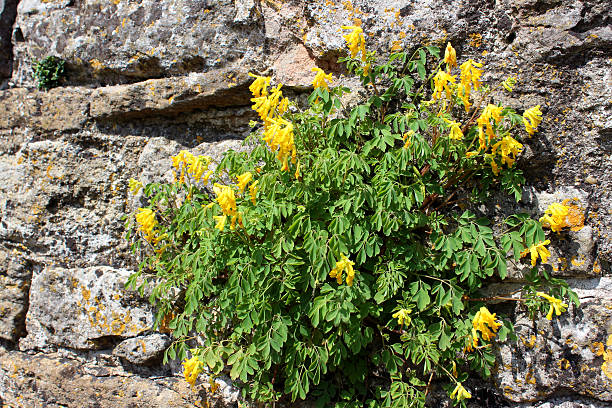 Yellow corydalis flowers, planting growing on wall, Pseudofumaria lutea image Photo showing a wild corydalis plant growing in a small pocket of soil, on the side of a wall. The yellow corydalis flowers are in full bloom, being pictured on a sunny day towards the end of spring. The Latin name for this plant is: Pseudofumaria lutea. corydalis lutea stock pictures, royalty-free photos & images
