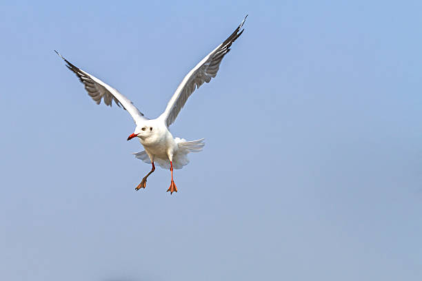 gaivota voam branco - mergulho autónomo - fotografias e filmes do acervo