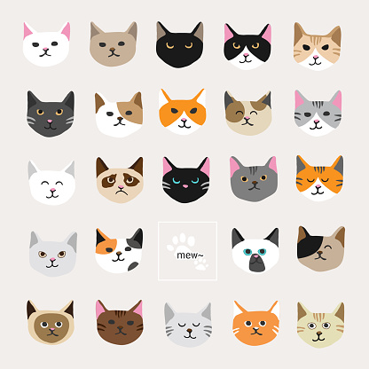 Cat collection