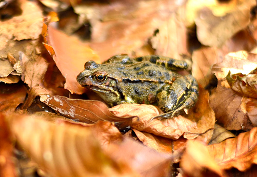 Wood frog sitting on an autumn forest floor. Nature scene with copy space and selective focus.