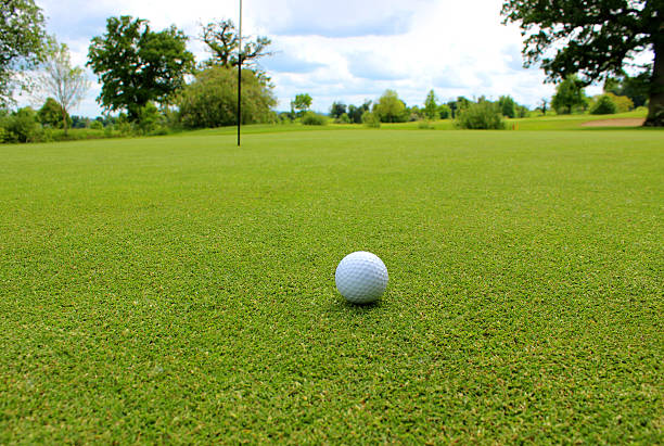 istock Close-up golf ball in grass on golf course putting green 494351569