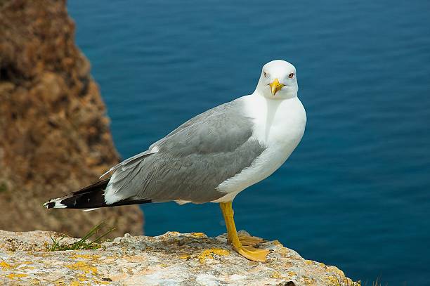 larus fuscus - waterbirds fotografías e imágenes de stock