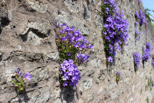 Photo showing a mass of purple flowers on a common harebell, which is pictured growing on a stone wall, in a tiny pocket of soil, and is clearly thriving in this sunny, dry position.  Other names for this plant include Wall bellflower, Dalmatian bellflower and Adria bellflower, while the official Latin name is: Campanula portenschlagiana.  This seasonal plant (flowering in late spring / early summer) is ideal for a rockery / rock garden, although it can be invasive.
