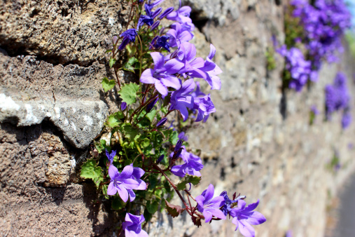 Photo showing a mass of purple flowers on a common harebell, which is pictured growing on a stone wall, in a tiny pocket of soil, and is clearly thriving in this sunny, dry position.  Other names for this plant include Wall bellflower, Dalmatian bellflower and Adria bellflower, while the official Latin name is: Campanula portenschlagiana.