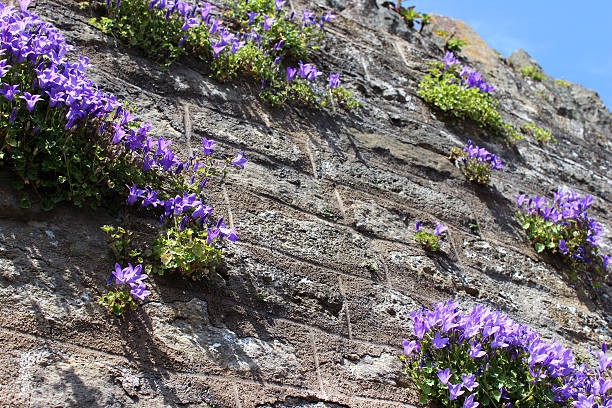 istock Purple flowers on creeping common harebell (Campanula portenschlagiana / wall bellflower) 494351681