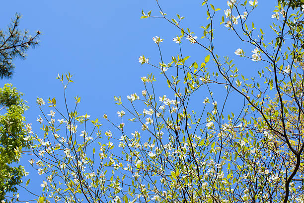 istock White flowering dogwood tree (Cornus florida) in bloom in sunlight 494351831