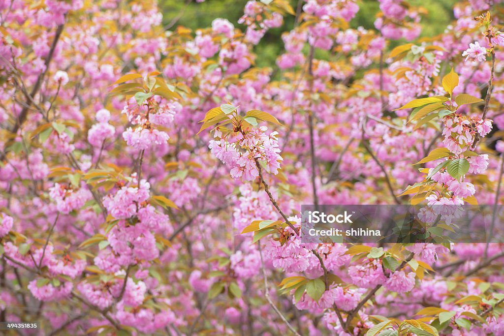 Блюминг двойные cherry blossom tree - Стоковые фото Без людей роялти-фри