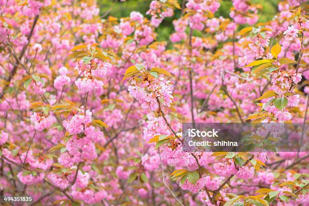 Блюминг Двойные Cherry Blossom Tree — стоковые фотографии и другие картинки Без людей - Без людей, Вишня - дерево, Горизонтальный