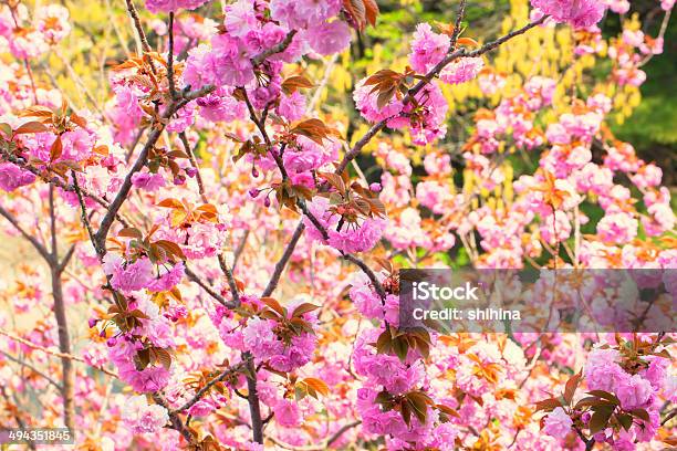 Блюминг Двойные Cherry Blossom — стоковые фотографии и другие картинки Без людей - Без людей, Вишня - дерево, Горизонтальный