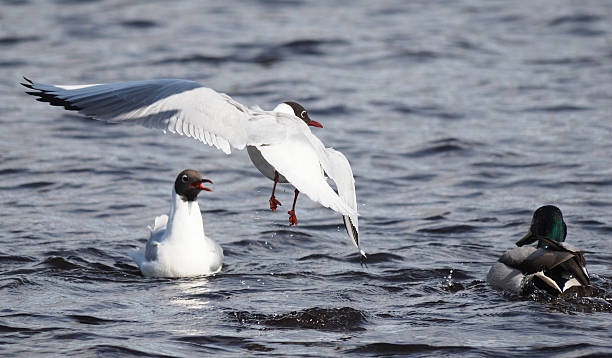 istock Gulls and duck in fight for food 494352537