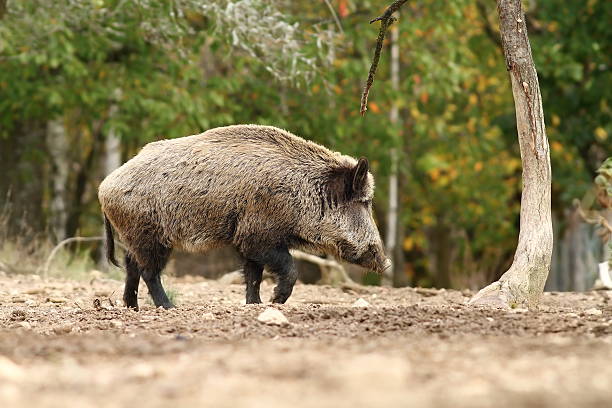 istock big wild boar walking in a glade 494352954